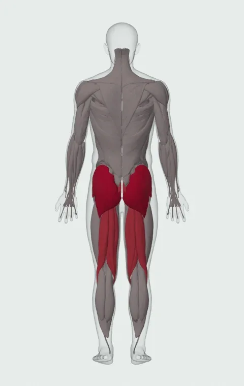 Exercise Ball Prone Leg Hold: the muscles it trains, from behind. Primary — Gluteus Maximus, Gluteus Medius and Gluteus Minimus. Also worked — Rectus Abdominis, Biceps Femoris (Long Head), Biceps Femoris (Short Head), Semitendinosus and 1 more.