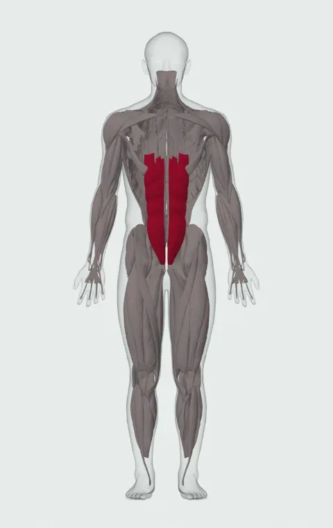 Exercise Ball Pull-In: the muscles it trains, from the front. Primary — Rectus Abdominis.