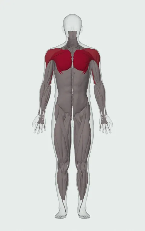 Extended-Range Single-Arm Kettlebell Floor Press: the muscles it trains, from the front. Primary — Clavicular Head, Sternocostal Head and Abdominal Head. Also worked — Anterior Deltoid, Lateral Deltoid, Posterior Deltoid, Long Head and 2 more.