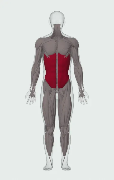 External Oblique highlighted on an anatomical figure, from the front.