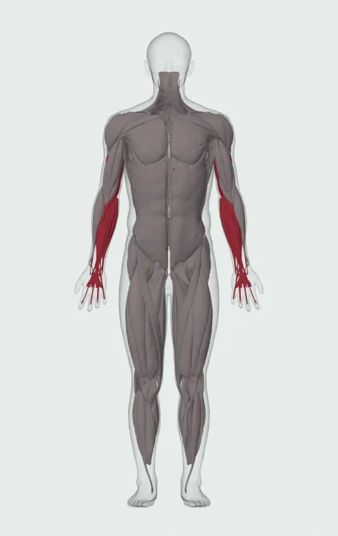 EZ-Bar Skull Crusher: the muscles it trains, from the front. Primary — Long Head, Lateral Head and Medial Head. Also worked — Forearm Flexors and Forearm Extensors.