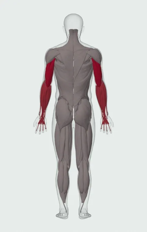 EZ-Bar Skull Crusher: the muscles it trains, from behind. Primary — Long Head, Lateral Head and Medial Head. Also worked — Forearm Flexors and Forearm Extensors.