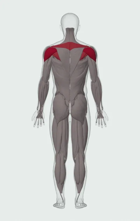 Face Pull: the muscles it trains, from behind. Primary — Posterior Deltoid. Also worked — Rhomboid Major, Rhomboid Minor, Middle Trapezius, Infraspinatus and 1 more.
