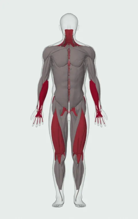 Farmer's Walk: the muscles it trains, from the front. Primary — Forearm Flexors and Forearm Extensors. Also worked — Rectus Abdominis, Gluteus Maximus, Gluteus Medius, Gluteus Minimus and 13 more.
