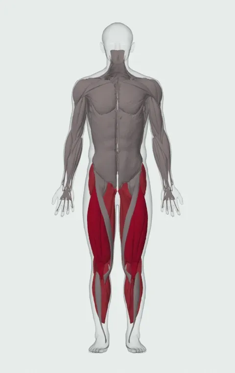 Fast Skipping: the muscles it trains, from the front. Primary — Rectus Femoris, Vastus Lateralis, Vastus Medialis and Vastus Intermedius. Also worked — Gluteus Medius, Gluteus Minimus, Tensor Fasciae Latae, Adductor Magnus and 10 more.