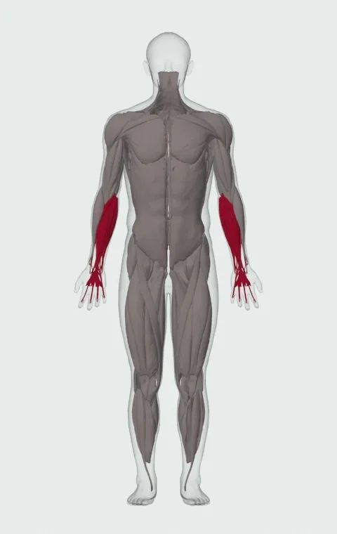 Finger Curl: the muscles it trains, from the front. Primary — Forearm Flexors. Also worked — Forearm Extensors.