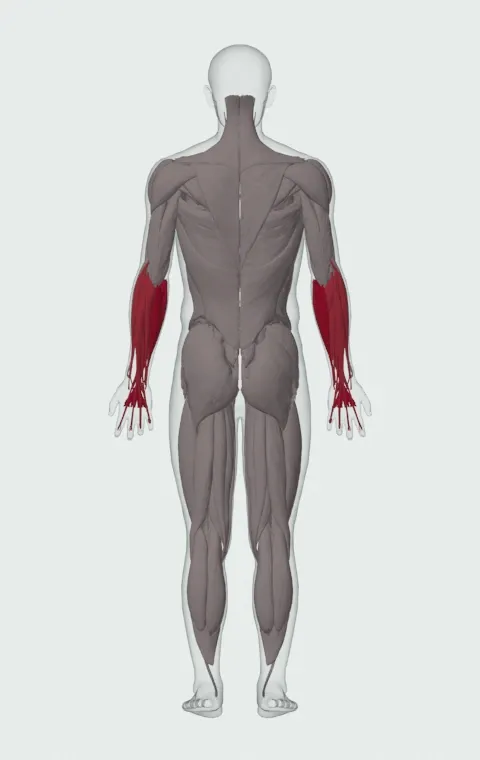Finger Curl: the muscles it trains, from behind. Primary — Forearm Flexors. Also worked — Forearm Extensors.