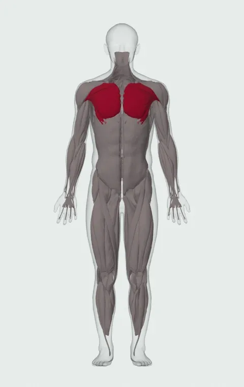 Flat Bench Cable Fly: the muscles it trains, from the front. Primary — Clavicular Head, Sternocostal Head and Abdominal Head.