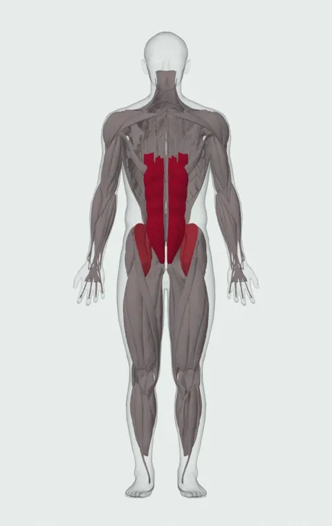 Flat Bench Lying Leg Raise: the muscles it trains, from the front. Primary — Rectus Abdominis. Also worked — Iliopsoas.