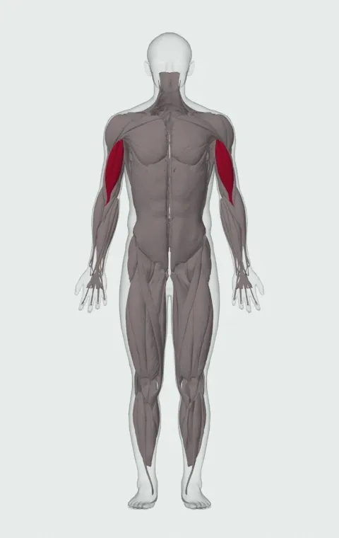 Flexor Incline Dumbbell Curl: the muscles it trains, from the front. Primary — Long Head and Short Head.
