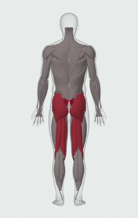 Floor Back Extension: the muscles it trains, from behind. Primary — Erector Spinae. Also worked — Gluteus Maximus, Gluteus Medius, Gluteus Minimus, Biceps Femoris (Long Head) and 3 more.
