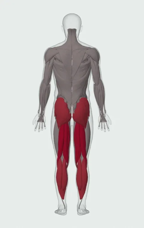 Floor Glute-Ham Raise: the muscles it trains, from behind. Primary — Biceps Femoris (Long Head), Biceps Femoris (Short Head), Semitendinosus and Semimembranosus. Also worked — Gastrocnemius, Soleus, Gluteus Maximus, Gluteus Medius and 1 more.
