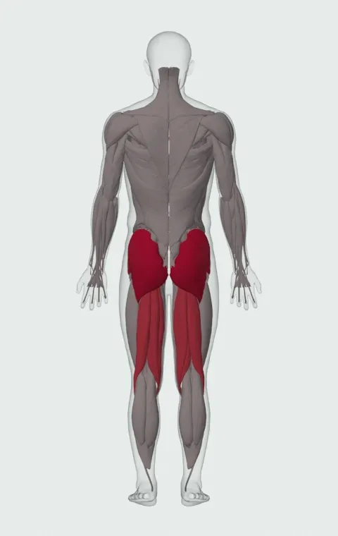 Flutter Kick: the muscles it trains, from behind. Primary — Gluteus Maximus, Gluteus Medius and Gluteus Minimus. Also worked — Biceps Femoris (Long Head), Biceps Femoris (Short Head), Semitendinosus and Semimembranosus.