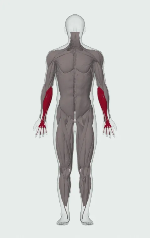 Forearm Flexors highlighted on an anatomical figure, from the front.