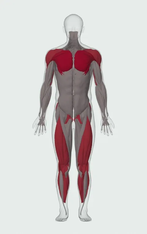 Forward Drag with Press: the muscles it trains, from the front. Primary — Clavicular Head, Sternocostal Head and Abdominal Head. Also worked — Gastrocnemius, Soleus, Gluteus Maximus, Gluteus Medius and 15 more.