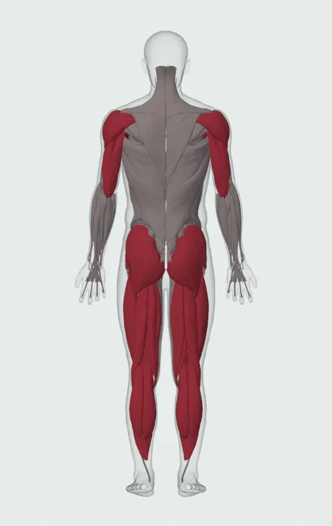 Forward Drag with Press: the muscles it trains, from behind. Primary — Clavicular Head, Sternocostal Head and Abdominal Head. Also worked — Gastrocnemius, Soleus, Gluteus Maximus, Gluteus Medius and 15 more.
