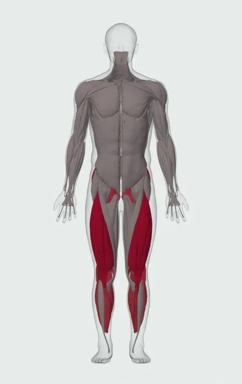 Frankenstein Squat: the muscles it trains, from the front. Primary — Rectus Femoris, Vastus Lateralis, Vastus Medialis and Vastus Intermedius. Also worked — Rectus Abdominis, Gastrocnemius, Soleus, Gluteus Maximus and 6 more.