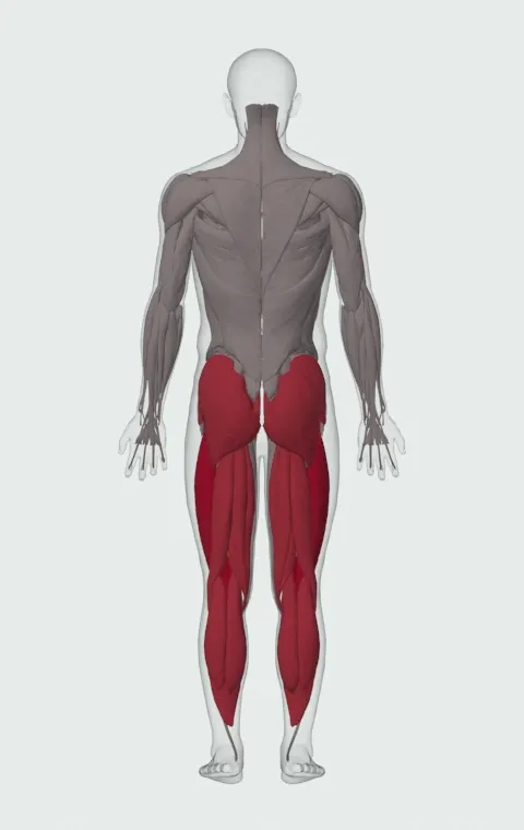 Frankenstein Squat: the muscles it trains, from behind. Primary — Rectus Femoris, Vastus Lateralis, Vastus Medialis and Vastus Intermedius. Also worked — Rectus Abdominis, Gastrocnemius, Soleus, Gluteus Maximus and 6 more.