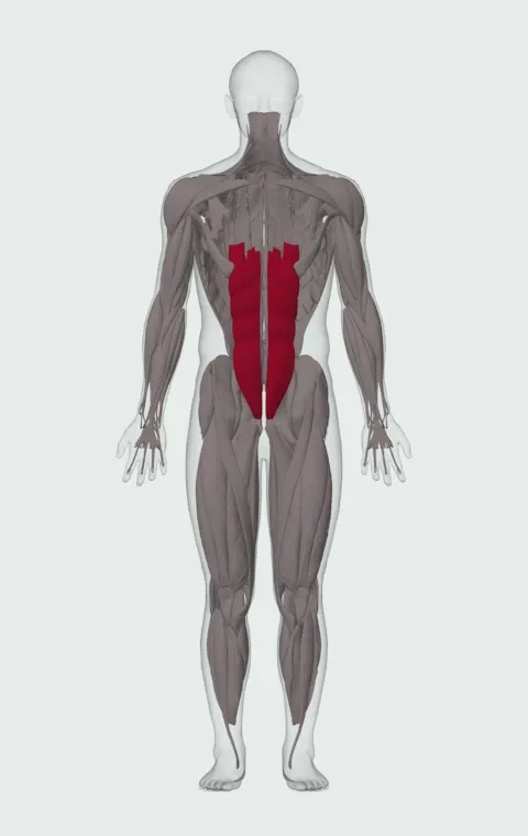 Frog Sit-Up: the muscles it trains, from the front. Primary — Rectus Abdominis.