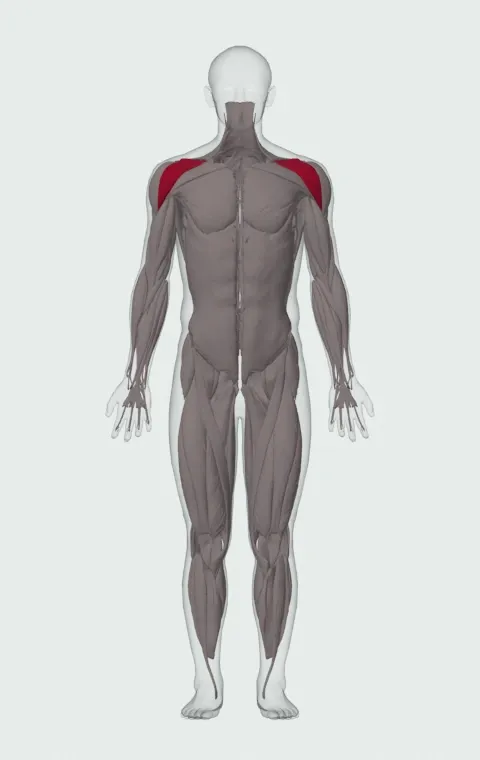 Front Cable Raise: the muscles it trains, from the front. Primary — Anterior Deltoid.