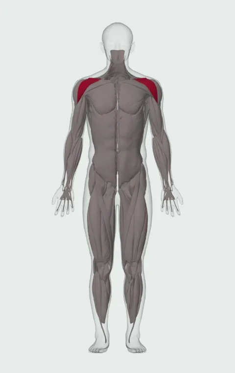 Front Incline Dumbbell Raise: the muscles it trains, from the front. Primary — Anterior Deltoid.