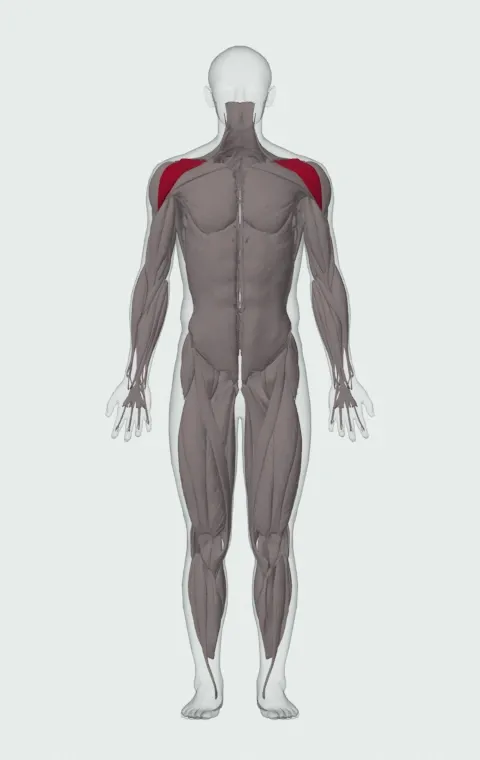 Front Plate Raise: the muscles it trains, from the front. Primary — Anterior Deltoid.