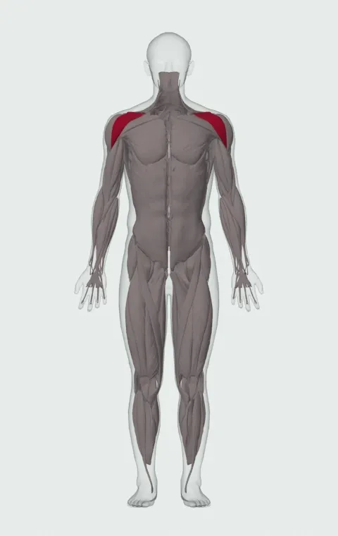 Front Two-Dumbbell Raise: the muscles it trains, from the front. Primary — Anterior Deltoid.
