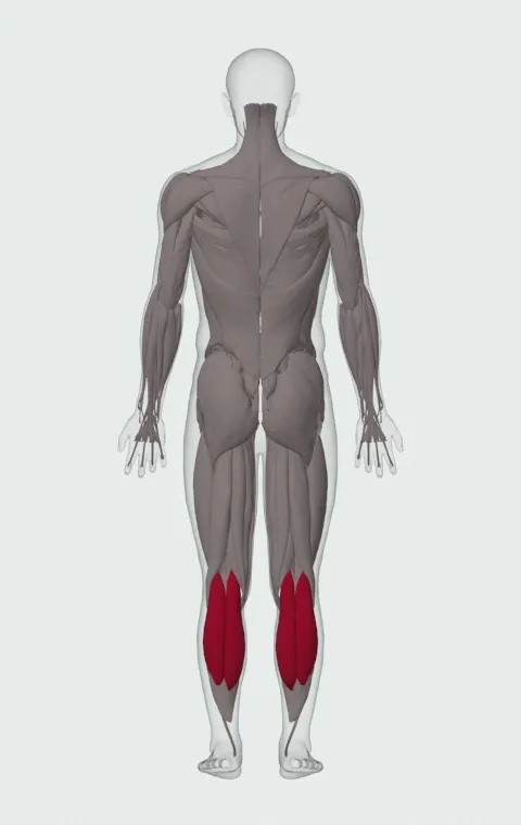 Gastrocnemius highlighted on an anatomical figure, from behind.