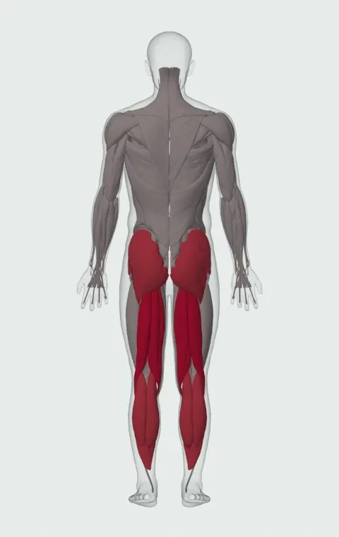 Glute-Ham Raise: the muscles it trains, from behind. Primary — Biceps Femoris (Long Head), Biceps Femoris (Short Head), Semitendinosus and Semimembranosus. Also worked — Gastrocnemius, Soleus, Gluteus Maximus, Gluteus Medius and 1 more.