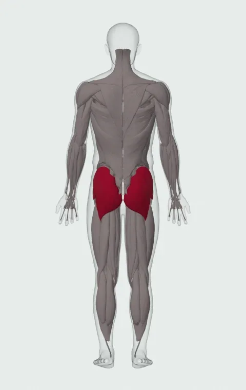 Glutes: its 3 muscles highlighted on an anatomical figure, from behind — Gluteus Maximus, Gluteus Medius and Gluteus Minimus.