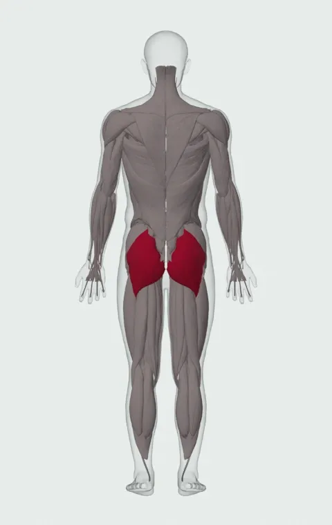 Gluteus Maximus highlighted on an anatomical figure, from behind.