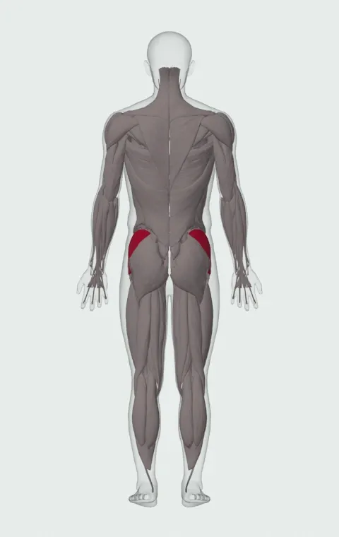 Gluteus Medius highlighted on an anatomical figure, from behind.