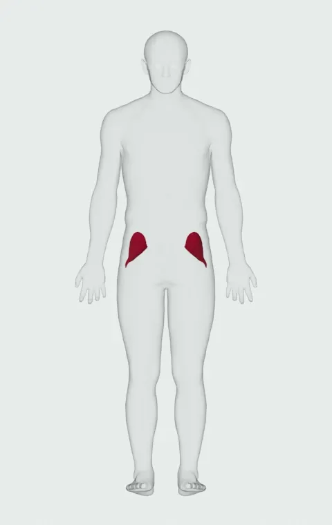 Gluteus Minimus highlighted on an anatomical figure, from behind.