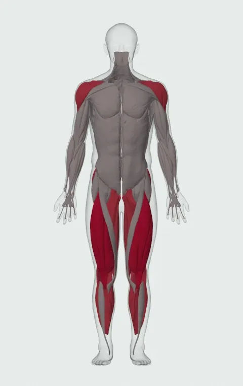 Goblet Squat: the muscles it trains, from the front. Primary — Rectus Femoris, Vastus Lateralis, Vastus Medialis and Vastus Intermedius. Also worked — Gastrocnemius, Soleus, Gluteus Maximus, Gluteus Medius and 12 more.