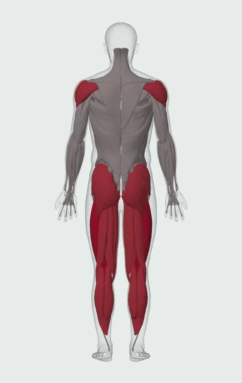 Goblet Squat: the muscles it trains, from behind. Primary — Rectus Femoris, Vastus Lateralis, Vastus Medialis and Vastus Intermedius. Also worked — Gastrocnemius, Soleus, Gluteus Maximus, Gluteus Medius and 12 more.