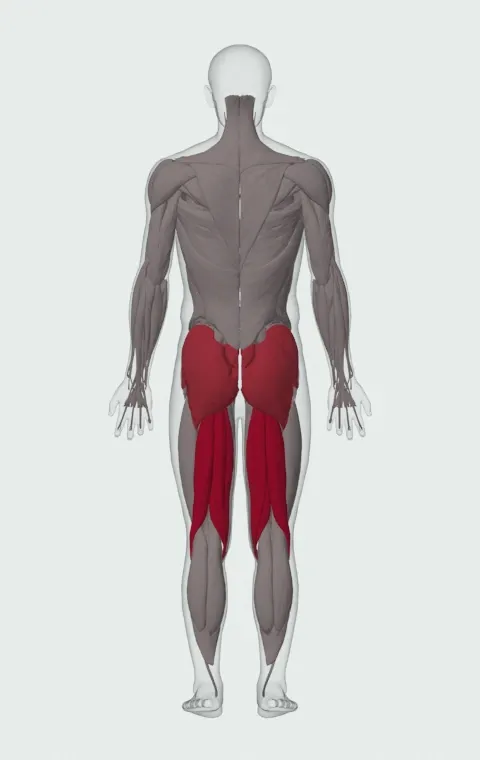 Good Morning off Pins: the muscles it trains, from behind. Primary — Biceps Femoris (Long Head), Biceps Femoris (Short Head), Semitendinosus and Semimembranosus. Also worked — Rectus Abdominis, Gluteus Maximus, Gluteus Medius, Gluteus Minimus and 1 more.