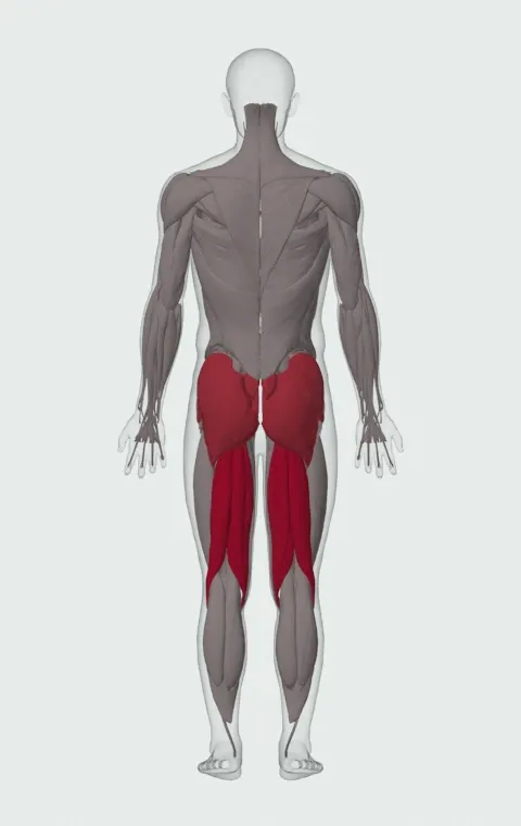 Good Morning: the muscles it trains, from behind. Primary — Biceps Femoris (Long Head), Biceps Femoris (Short Head), Semitendinosus and Semimembranosus. Also worked — Rectus Abdominis, Gluteus Maximus, Gluteus Medius, Gluteus Minimus and 1 more.