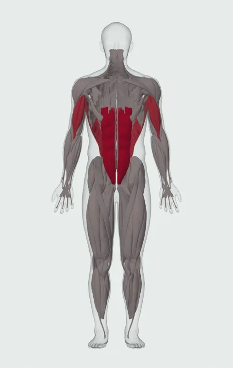 Gorilla Chin-Up: the muscles it trains, from the front. Primary — Rectus Abdominis. Also worked — Long Head, Short Head and Latissimus Dorsi.