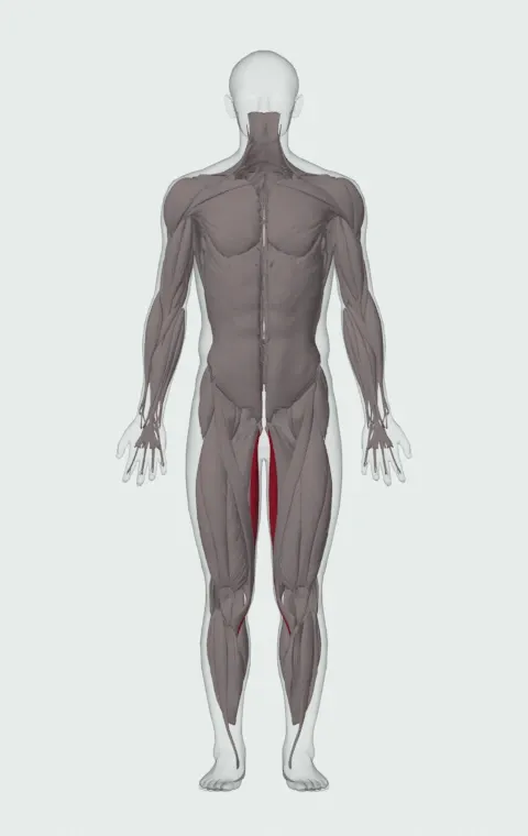 Gracilis highlighted on an anatomical figure, from the front.