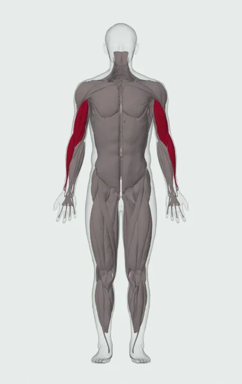 Hammer Curl: the muscles it trains, from the front. Primary — Long Head, Short Head, Brachialis and Brachioradialis.