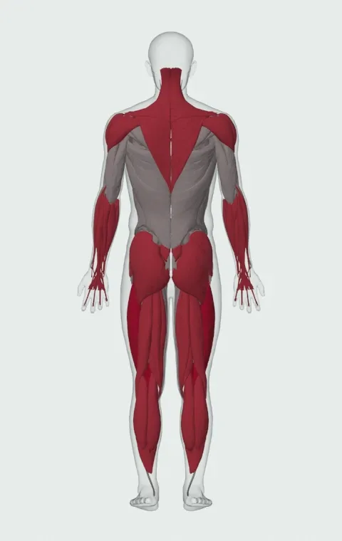 Hang Clean Below the Knees: the muscles it trains, from behind. Primary — Rectus Femoris, Vastus Lateralis, Vastus Medialis and Vastus Intermedius. Also worked — Gastrocnemius, Soleus, Forearm Flexors, Forearm Extensors and 14 more.