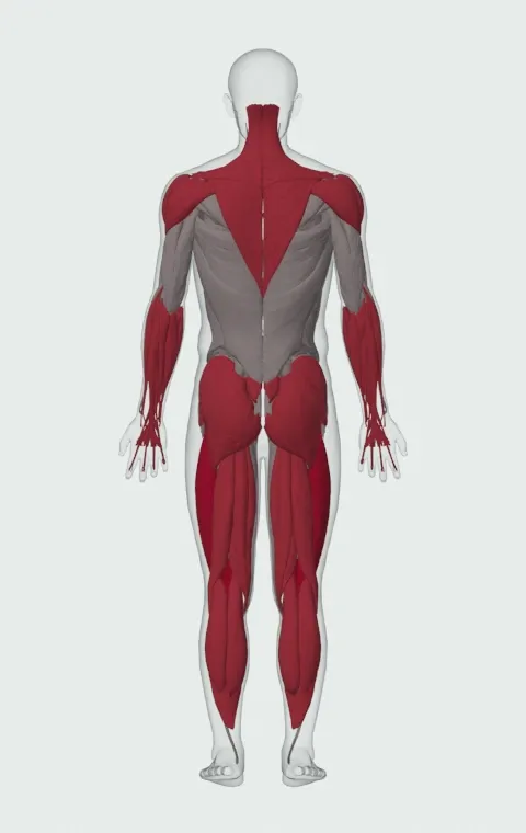 Hang Clean: the muscles it trains, from behind. Primary — Rectus Femoris, Vastus Lateralis, Vastus Medialis and Vastus Intermedius. Also worked — Gastrocnemius, Soleus, Forearm Flexors, Forearm Extensors and 14 more.