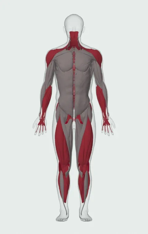 Hang Snatch: the muscles it trains, from the front. Primary — Biceps Femoris (Long Head), Biceps Femoris (Short Head), Semitendinosus and Semimembranosus. Also worked — Rectus Abdominis, Gastrocnemius, Soleus, Forearm Flexors and 15 more.