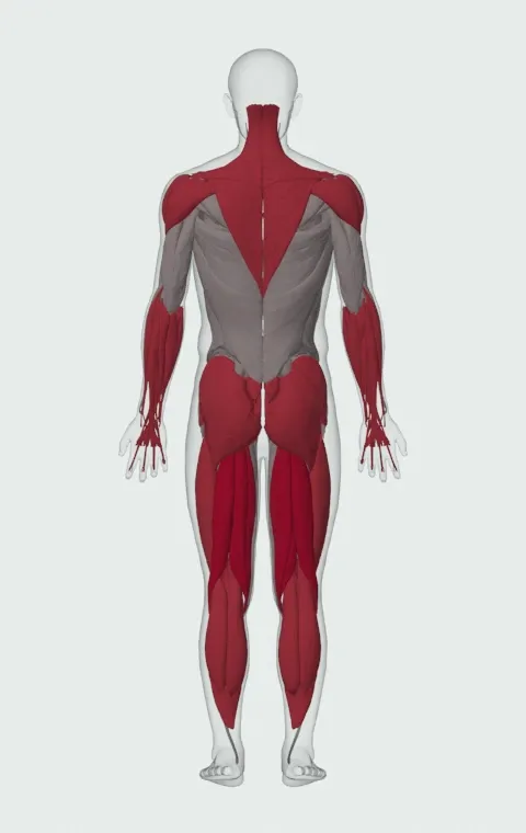 Hang Snatch Below the Knees: the muscles it trains, from behind. Primary — Biceps Femoris (Long Head), Biceps Femoris (Short Head), Semitendinosus and Semimembranosus. Also worked — Rectus Abdominis, Gastrocnemius, Soleus, Forearm Flexors and 15 more.