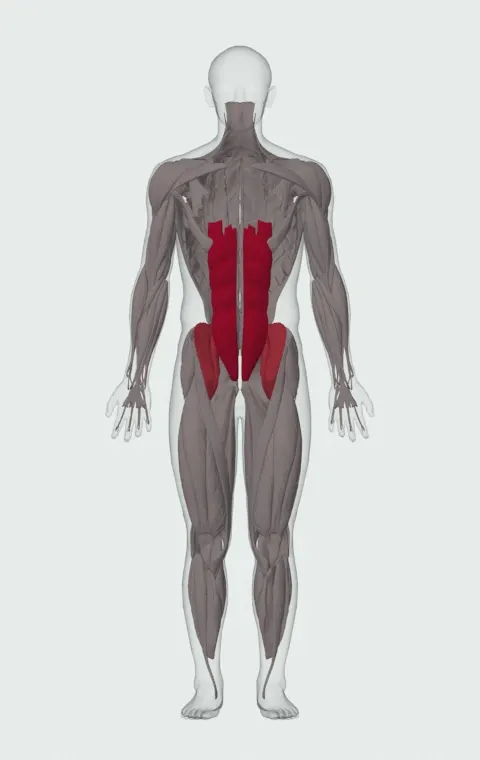 Hanging Leg Raise: the muscles it trains, from the front. Primary — Rectus Abdominis. Also worked — Iliopsoas.