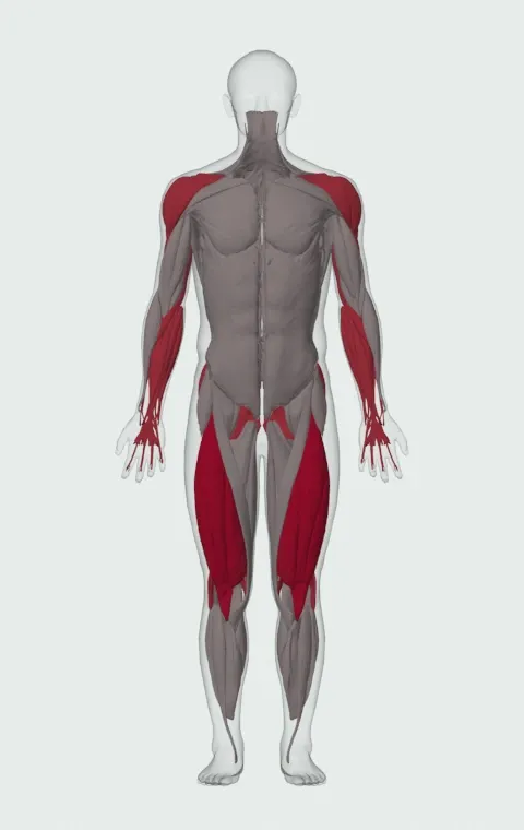 Heaving Snatch Balance: the muscles it trains, from the front. Primary — Rectus Femoris, Vastus Lateralis, Vastus Medialis and Vastus Intermedius. Also worked — Rectus Abdominis, Forearm Flexors, Forearm Extensors, Gluteus Maximus and 12 more.