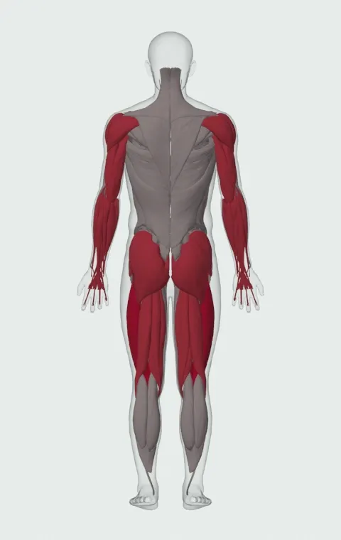 Heaving Snatch Balance: the muscles it trains, from behind. Primary — Rectus Femoris, Vastus Lateralis, Vastus Medialis and Vastus Intermedius. Also worked — Rectus Abdominis, Forearm Flexors, Forearm Extensors, Gluteus Maximus and 12 more.