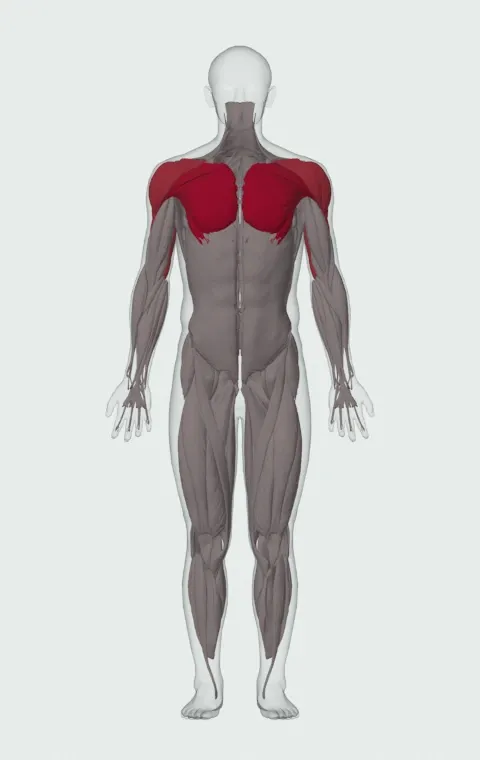 Heavy Bag Thrust: the muscles it trains, from the front. Primary — Clavicular Head, Sternocostal Head and Abdominal Head. Also worked — Rectus Abdominis, Anterior Deltoid, Lateral Deltoid, Posterior Deltoid and 3 more.