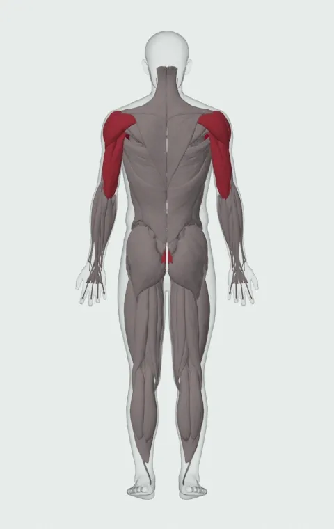 Heavy Bag Thrust: the muscles it trains, from behind. Primary — Clavicular Head, Sternocostal Head and Abdominal Head. Also worked — Rectus Abdominis, Anterior Deltoid, Lateral Deltoid, Posterior Deltoid and 3 more.