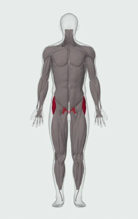 Hip Abduction Machine: the muscles it trains, from the front. Primary — Gluteus Medius, Gluteus Minimus and Tensor Fasciae Latae. Also worked — Gluteus Maximus.